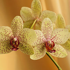 photo "Phalaenopsis"