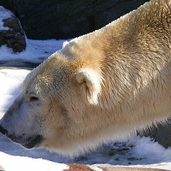 фото "Polar bear"