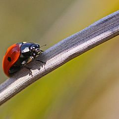 фото "Spring Lady Bug"