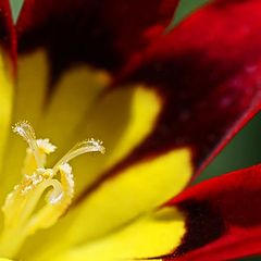 photo "Red And Yellow"