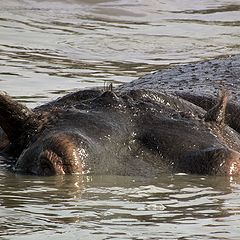 photo "On the etymology of the word "behemoth""