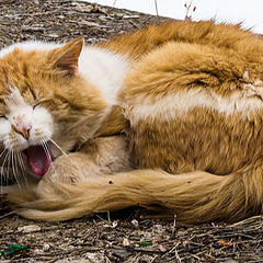 фото "Послемартовский кот"