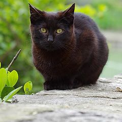 фото "Котка черна"