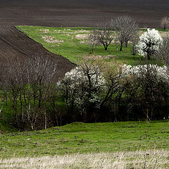 photo "spring"