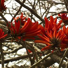 photo "This spring blossoming"