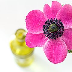 фото "Anemone"