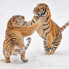 фото "Tiger fight"