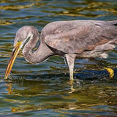 фото "Fishing 3"