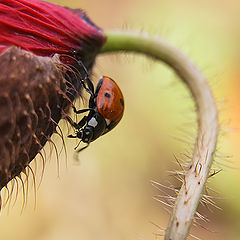 фото "Ich will..., Sommer."