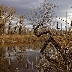 фото "В плавнях ..."