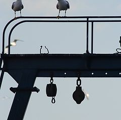 photo "dialogue between seagulls in the harbour"