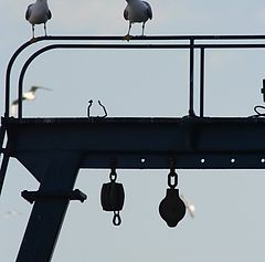 фото "dialogue between seagulls in the harbour"