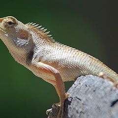 фото "Это калот изменчивый - Calotes versicolor"