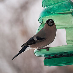 photo "And I asked the bird ..."