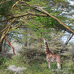 photo "Giraffe in the interior"