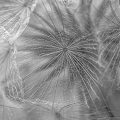 фото "Pusteblume"