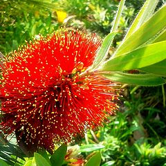 photo "Bottle Brush"