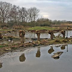 фото "Головешки."