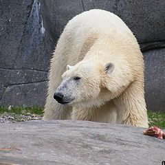 photo "Polar bear"