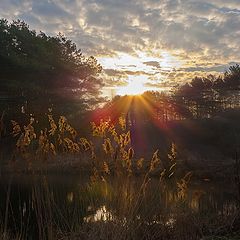 photo "How to light up the reeds ..."