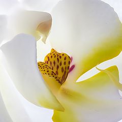 фото "Phalaenopsis"