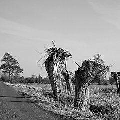 фото "Запиленные."