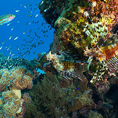 photo "In the shade of coral"