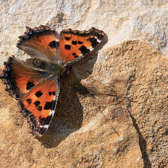 photo "Aglais urticae"