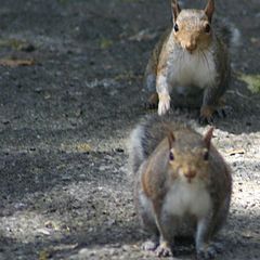 photo "curious on the park"