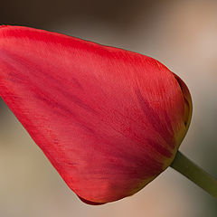 фото "Tulip"