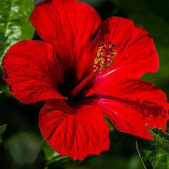 photo "Hibiscus"