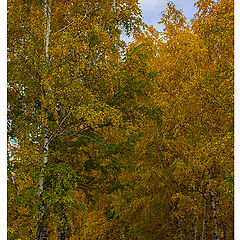 фото "Лесной дорогой к сбору урожая 2012"