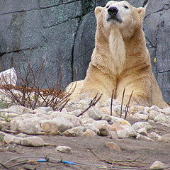 фото "Polar bear"