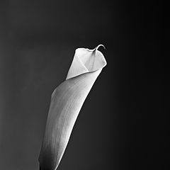фото "... an ordinary flower"