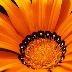 photo "Orange Blossom"