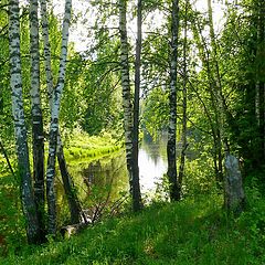 фото "березки"