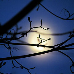 photo "decreasing moon"