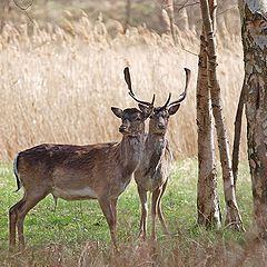 фото "Peaceful Pair"