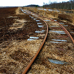 photo "In the bog"