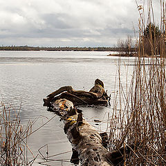 фото "Весеннее купание"