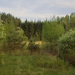 фото "В весеннем лесу"