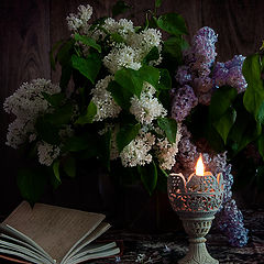 photo "Night with the scent of lilacs"