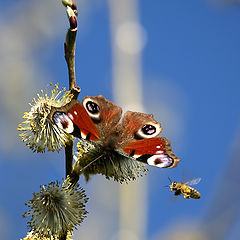 photo "May Day"