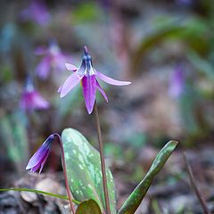 photo "First flowers"