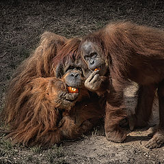 photo "Idyll or a family portrait"