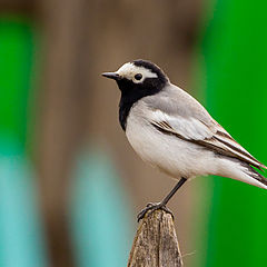 photo "Motacilla alba"