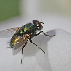 photo "Fly On Rose"