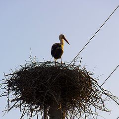 photo "Stork"