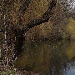 фото "Осенне-весенняя."