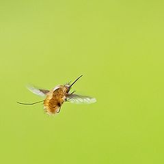 photo "Bombyliidae"